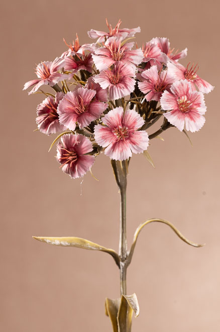 F313-W DRY DIANTHUS Aranžovací květina 55 cm  růžová